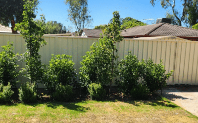 Colorbond Fencing vs. Traditional Timber Fencing: Which is Better?