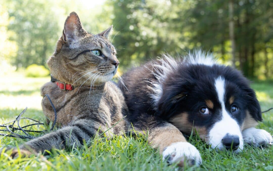 pets fencing perth